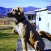 image of a 10 month old Weatherford Ben Blackmouth Cur