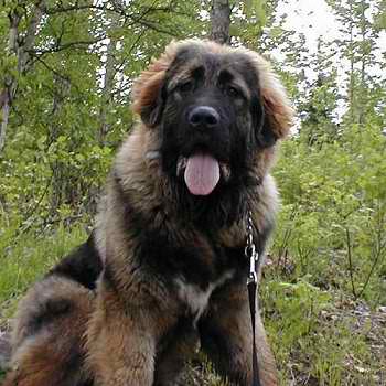 Caucasian Ovcharka – Dog Breed Guide