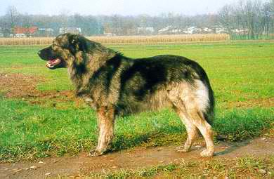 Karst Shepherd – Dog Breed Guide