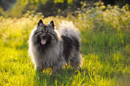 Keeshond – Dog Breed Guide