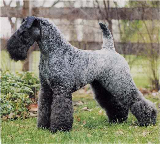 Kerry Blue Terrier – Dog Breed Guide