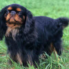 King Charles Toy Spaniel with black and brown coat