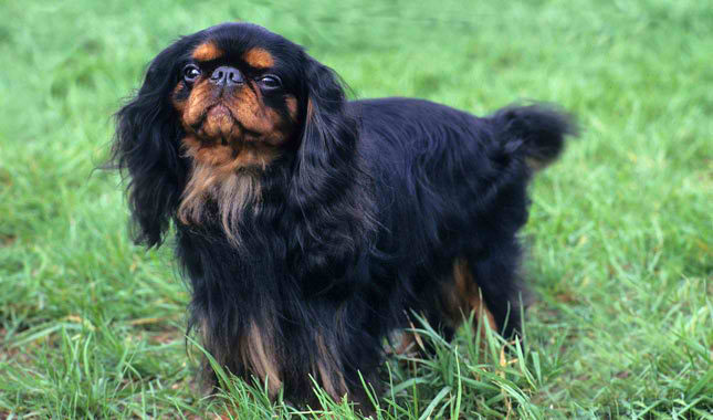 King Charles Toy Spaniel – Dog Breed Guide