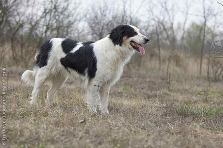 Kraski Ovcar – Dog Breed Guide
