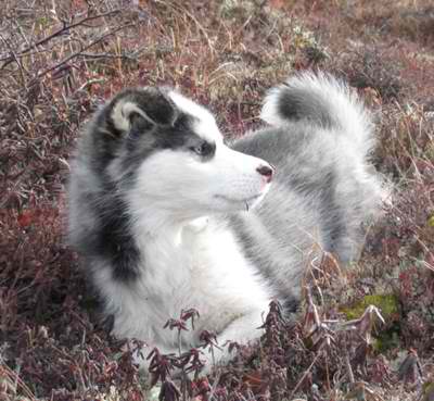 Labrador Husky – Dog Breed Guide