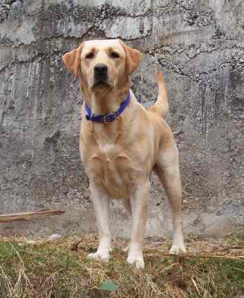 Labrador Retriever – Dog Breed Guide