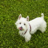 Picture of a West Highland White Terrier