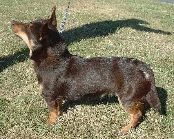 Lancashire Heeler – Dog Breed Guide