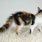 Black and White Tortie Laperm Longhair Cat
