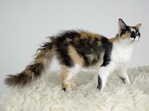 LaPerm Longhair Cat – Cat Breed Guide