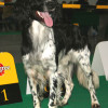 Happy dog photos - Large Munsterlander Dog smiling at a dog show