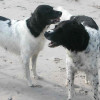 Large Munsterlander dogs at the beach