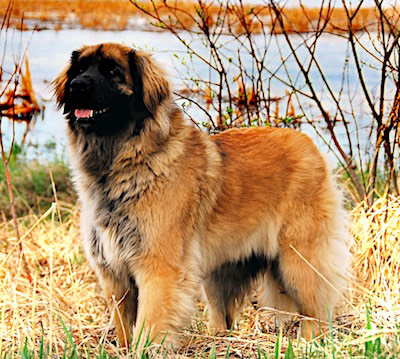 Leonberger – Dog Breed Guide