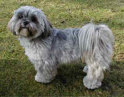 Lhasa Apso – Dog Breed Guide