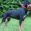 Lithuanian Hound Dog Breed Profile Side View