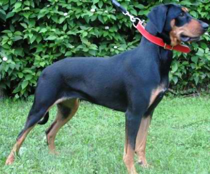 Lithuanian Hound – Dog Breed Guide