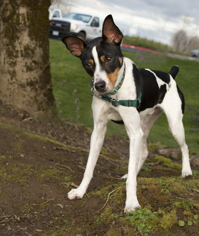 Long-legged Rat Terrier – Dog Breed Guide