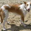 Longhaired Ibizan Hound Full Body Side View