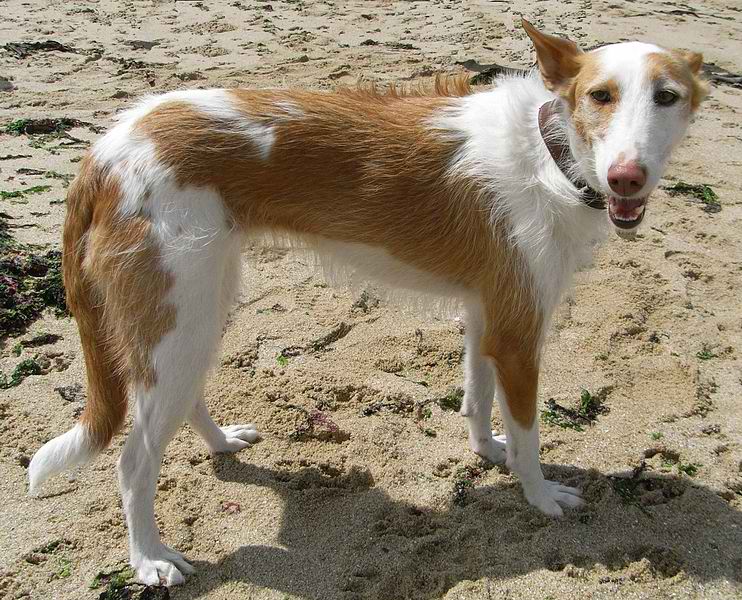 Longhaired Ibizan Hound – Breed Of Dog Guide