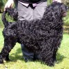 Longhaired Portuguese Water Dog with black coat