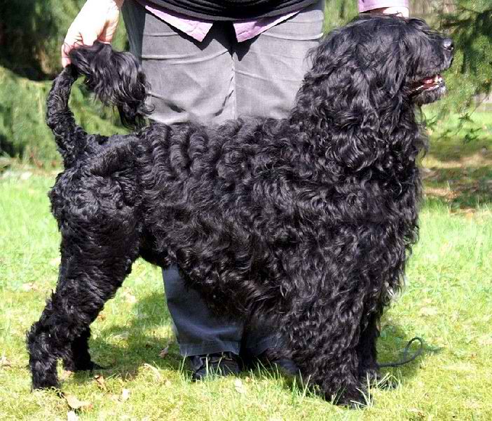 Longhaired Portuguese Water Dog – Dog Breed Guide