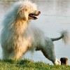 Longhaired Portuguese Water Dog with white coat
