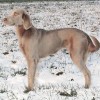 Longhaired Weimaraner dog picture while out playing in snow