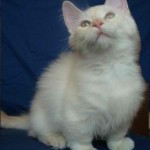 Color pointed Long haired Munchkin cat