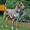 Louisiana Catahoula Leopard Dog with red leopard markings