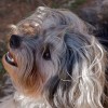 Lowchen Dog Breed Portrait Image