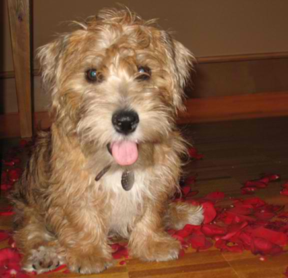 Lucas Terrier – Dog Breed Guide
