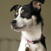 Lucy female standard rat terrier for adoption
