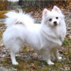 Toy American Eskimo dog posing for the cam