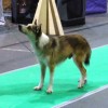 Lundehund Dog during dog show