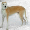 Lurcher Dog with Deerhound, Greyhound and Border Collie blood.