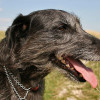 Lurcher dog named Lucy taken Hod Hill, Dorset.