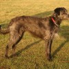 Longhaired Lurcher dog