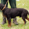 European hound breeds Slovakian Hound dog