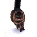 A Maine Coon cat in the snow of Canada.
