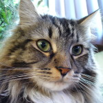 A very cute Maine Coon cat with tabby markings on its head and body