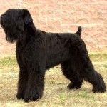 Black Russian Terrier named Malahovkaja Serenada