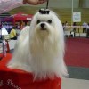 Fully groomed Maltese dog at a dog show