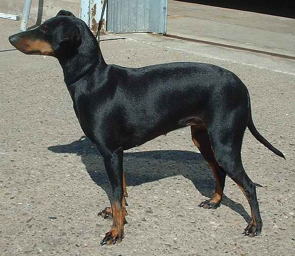 Manchester Terrier – Dog Breed Guide