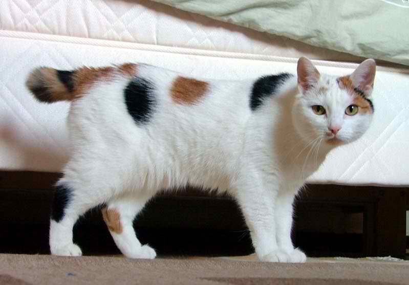Japanese Bobtail Cat – Cat Breed Guide