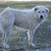 White dog breeds Maremma Sheepdog