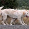 Pair of Maremma Sheepdog