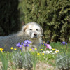 Maremma Sheepdog enjoying the flowers