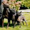 Standard Miniature Toy Mexican Hairless dogs