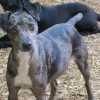 Miniature Atlas Terrier Merle Coat and Dropped Ears