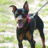 A Miniature Pinscher with black and tan colors